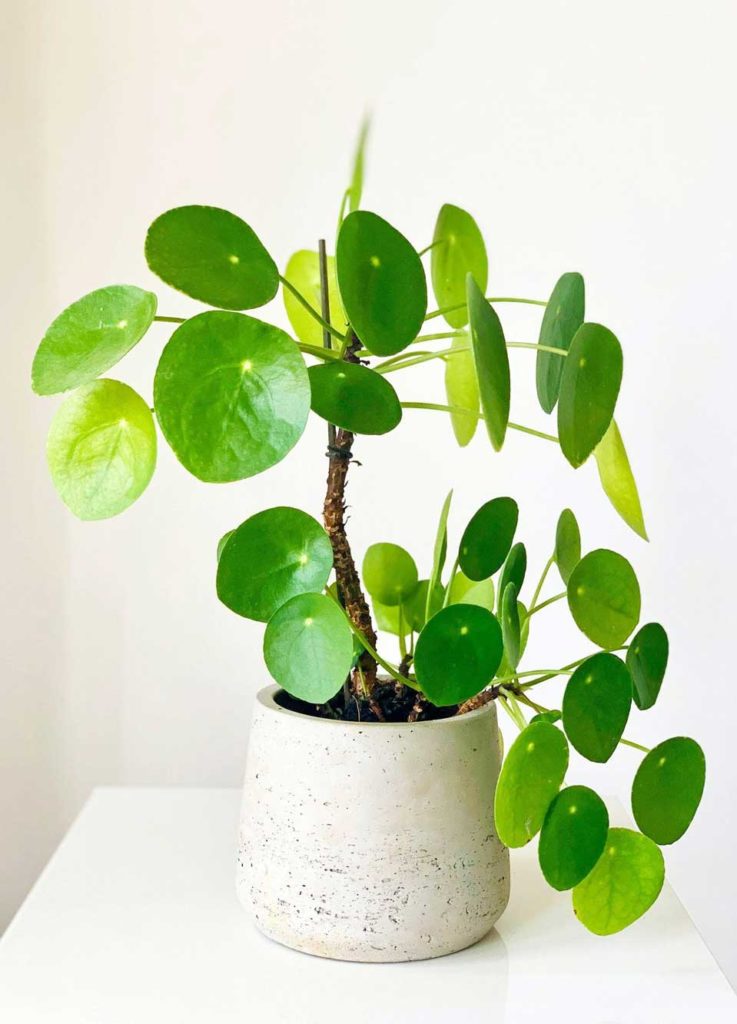 how-to-grow-chinese-money-plant-pilea-peperomioides-grow-it-garden