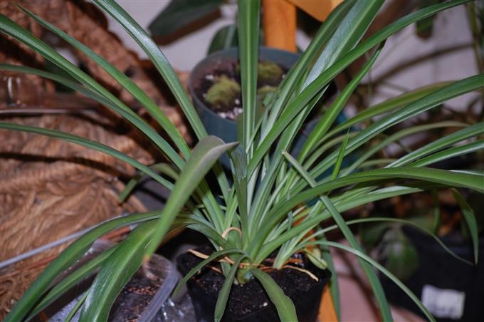 Complete guide to spider plant care