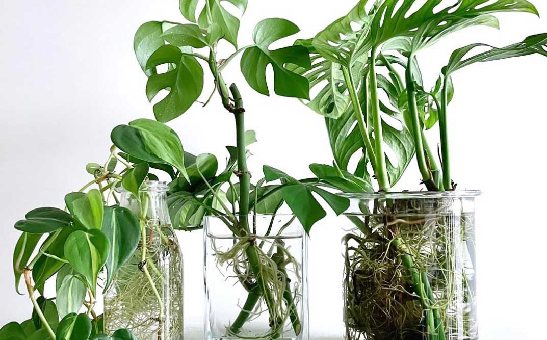 How to Propagate Plants in Water, Tips & Tricks