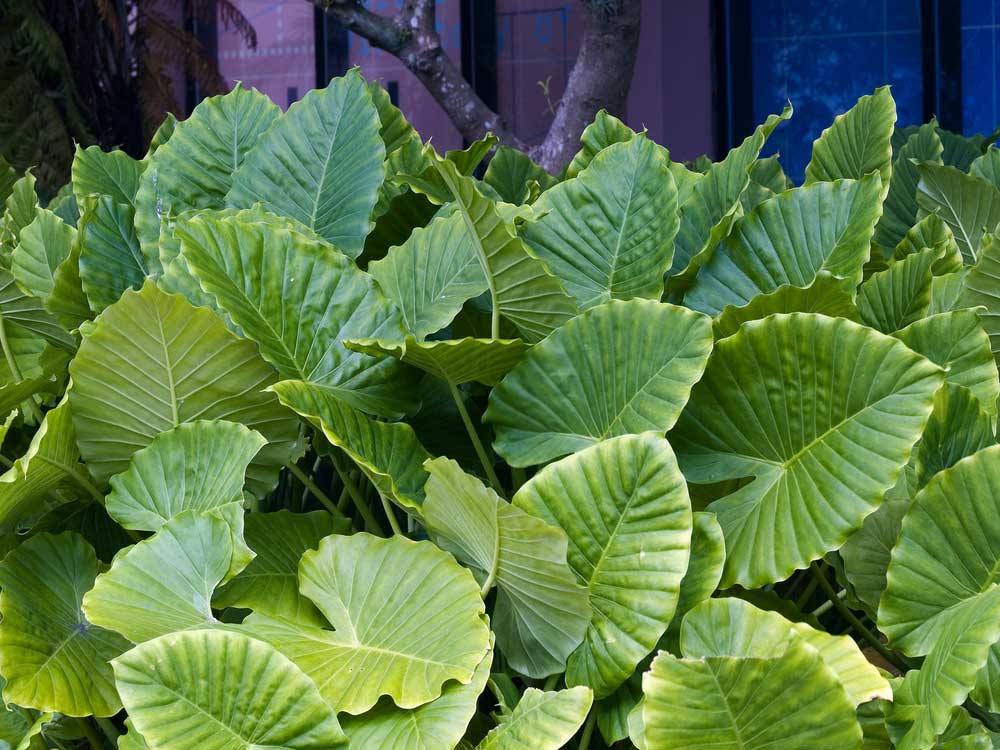 alocasia-macrorrhiza-plant